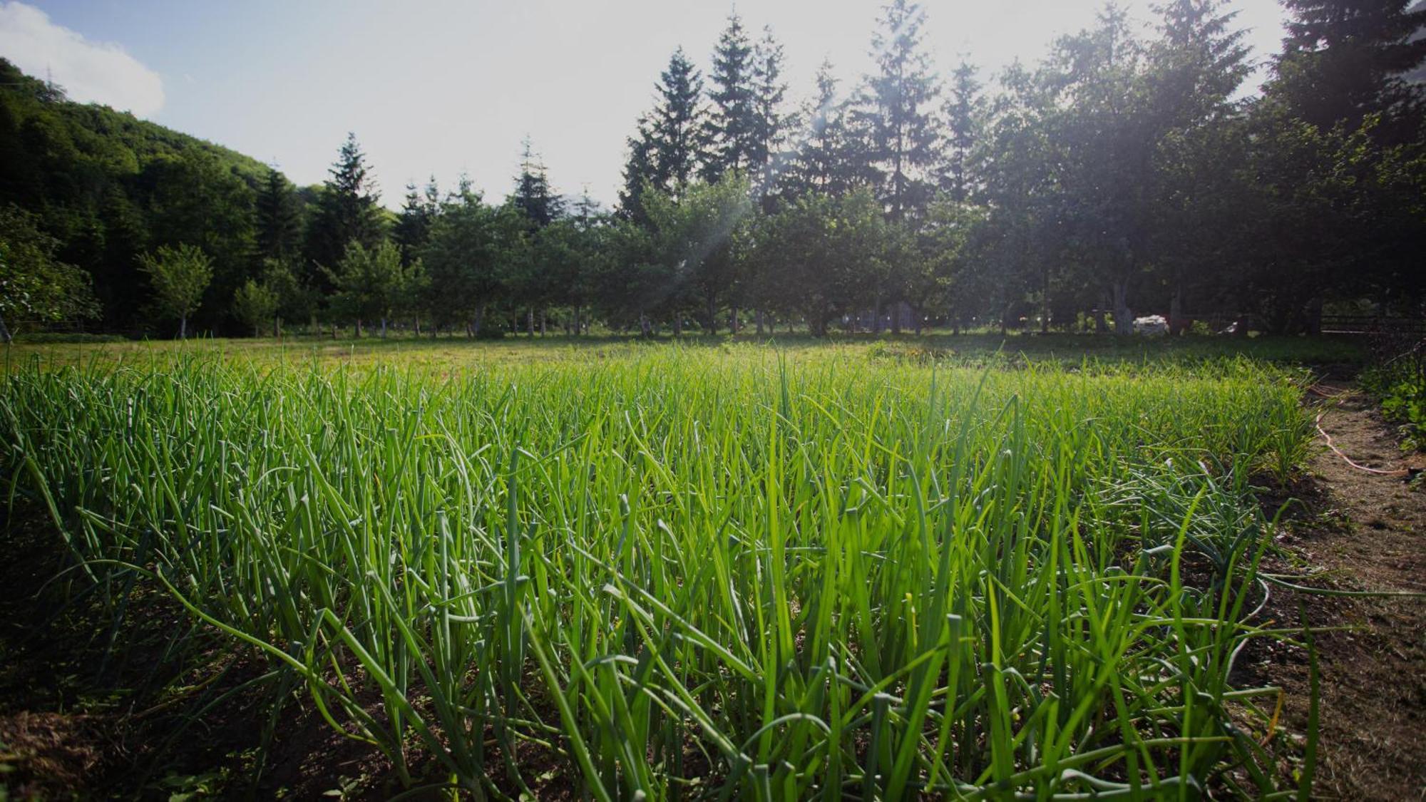 Ethno Village Stitarica Mojkovac Ngoại thất bức ảnh